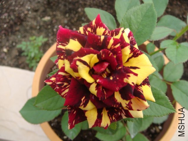 ������5 of x_lhn  .jpg