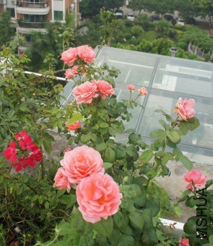 ������ŵ ��Inclus��2 of saka .jpg