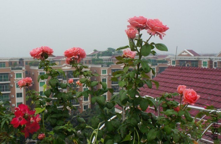 ������ŵ ��Inclus��3 of saka .jpg