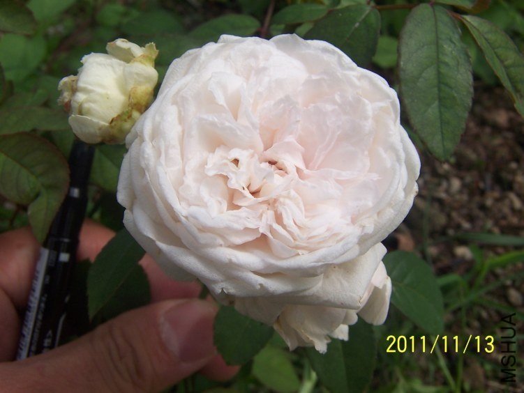 ��ױ¥1 of sohugosh .jpg