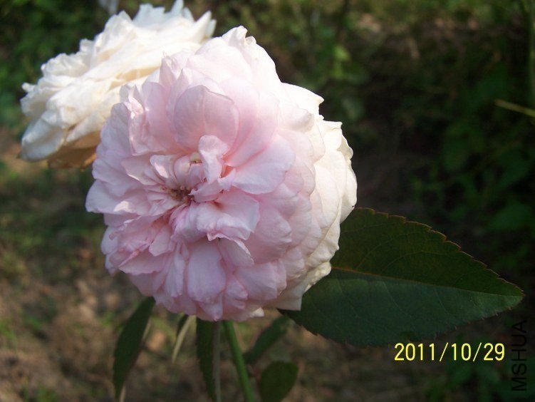 ��ױ¥2 of sohugosh .jpg