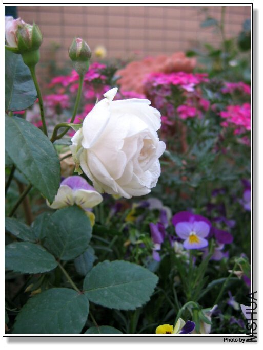 ��ױ¥3 of ����  .jpg