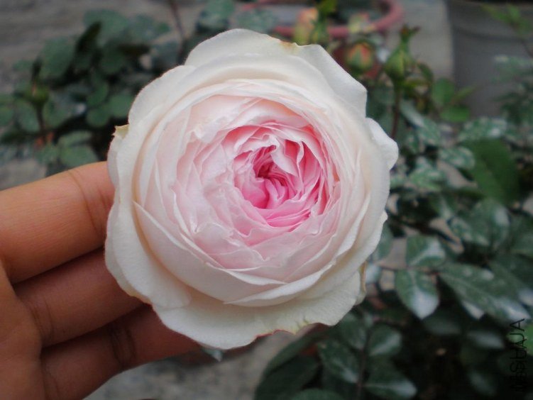 ��ױ¥5  of �η����泪  .jpg