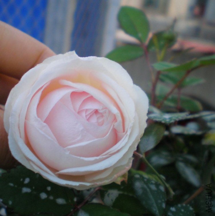 ��ױ¥6  of �η����泪  .jpg