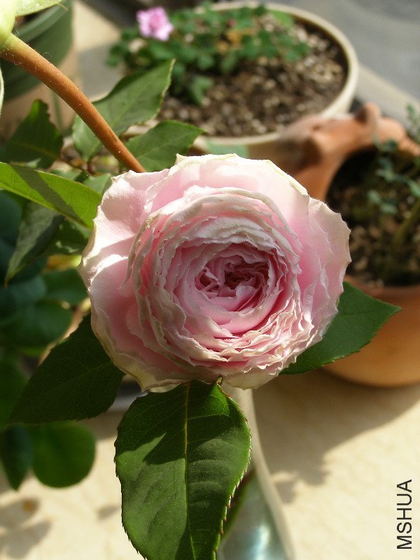 ��ױ¥ of �ǹ��� .jpg