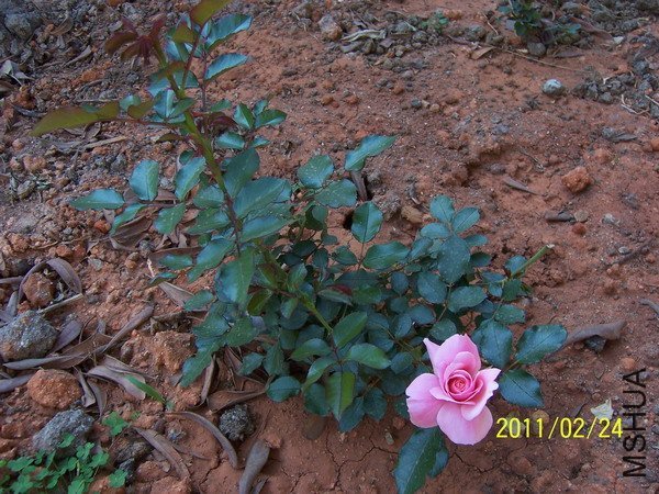 ��������3 of hanbing  .jpg