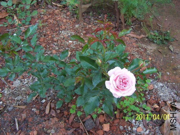 ��������4 of hanbing  .jpg