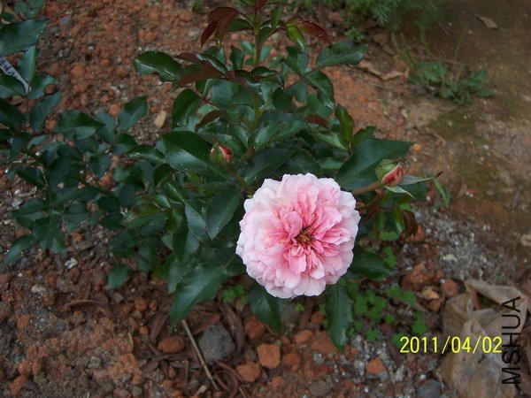 ��������5 of hanbing  .jpg