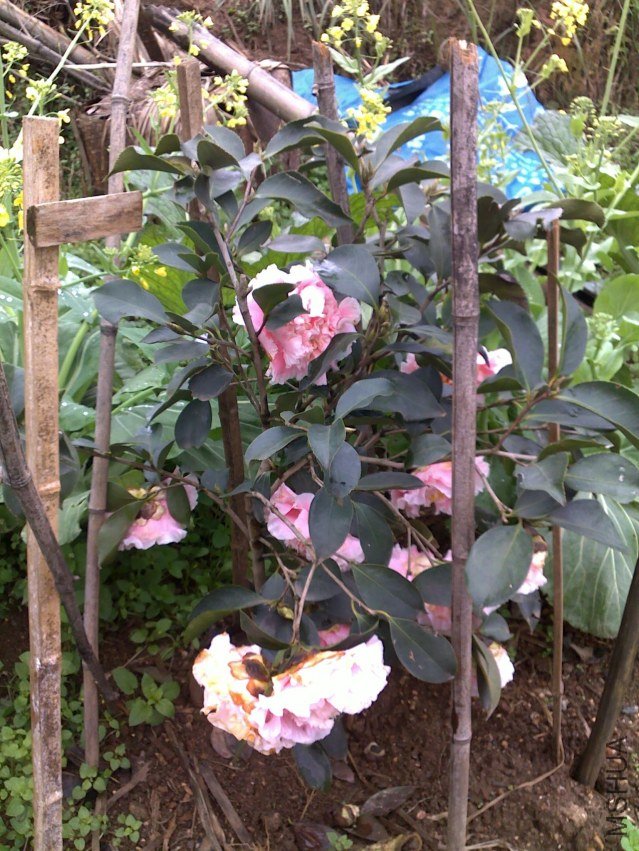 20120225181.jpg