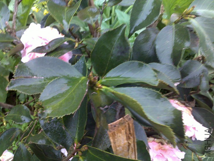 20120225199.jpg