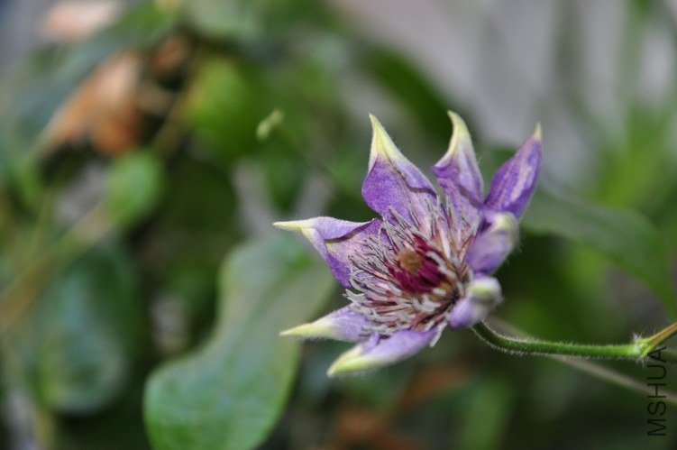 DSC_0685.JPG