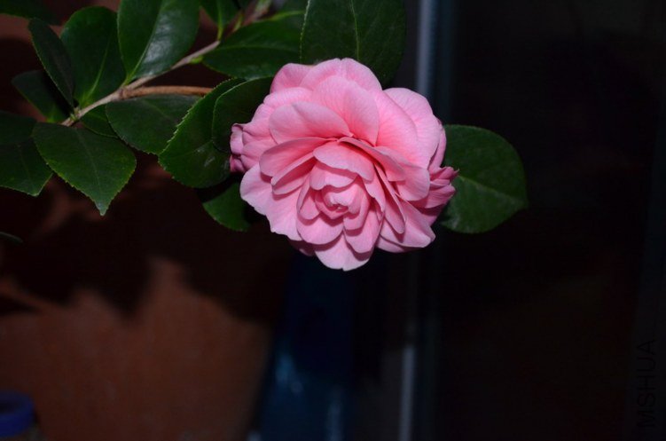DSC_0091_������С.JPG