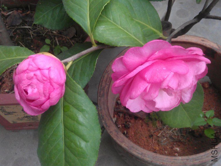 IMAG0563.jpg
