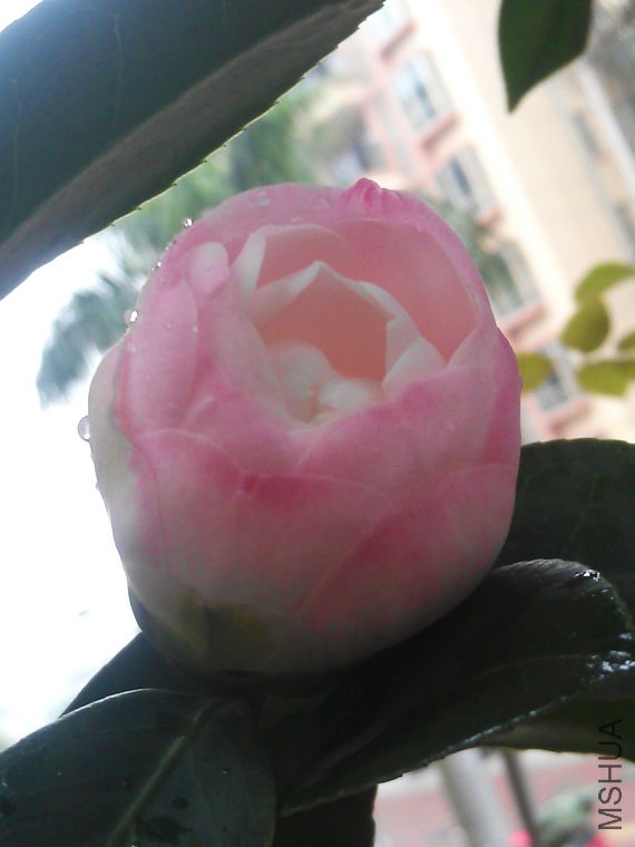 IMAG0556.jpg