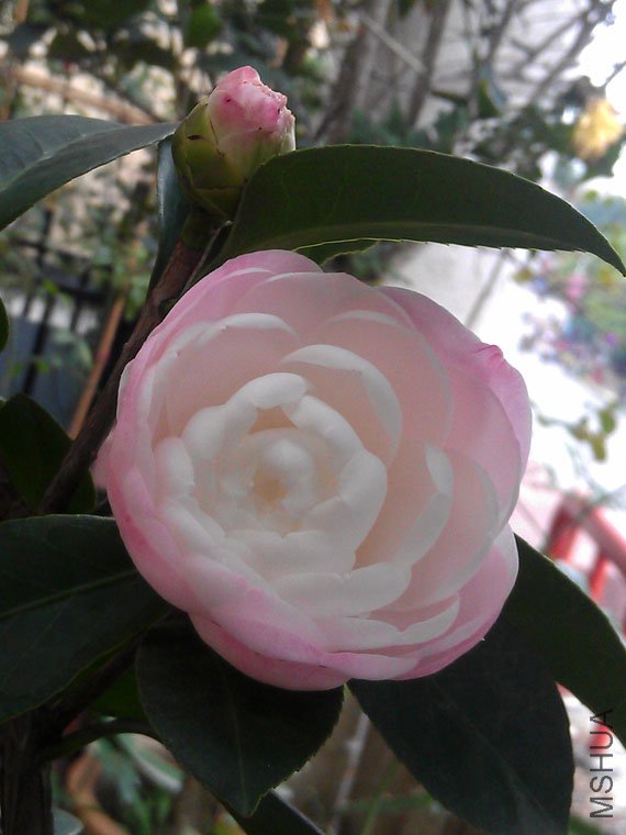 IMAG0569.jpg