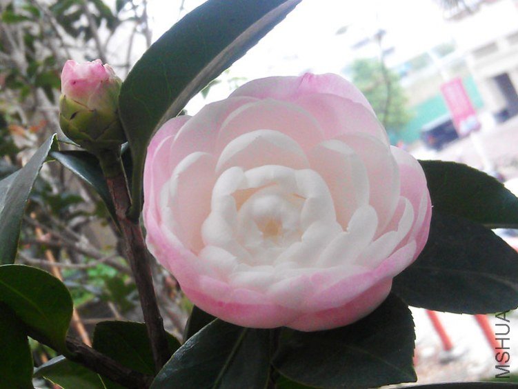 IMAG0570.jpg