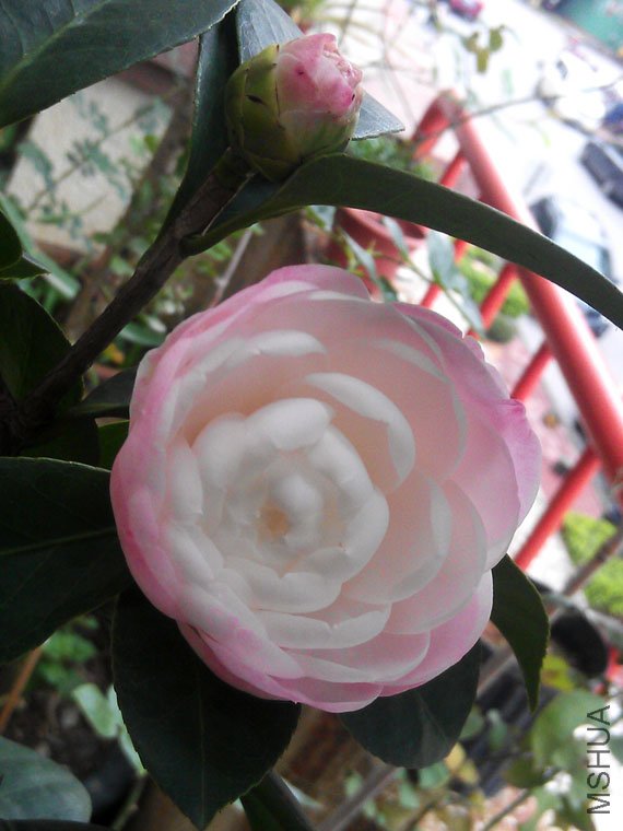 IMAG0571.jpg