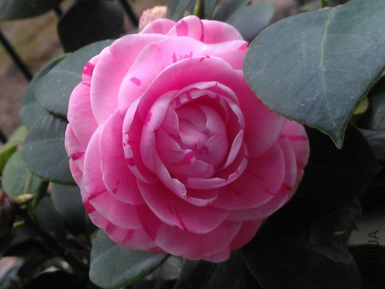 IMAG0557.jpg
