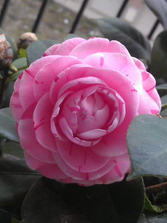 IMAG0559.jpg