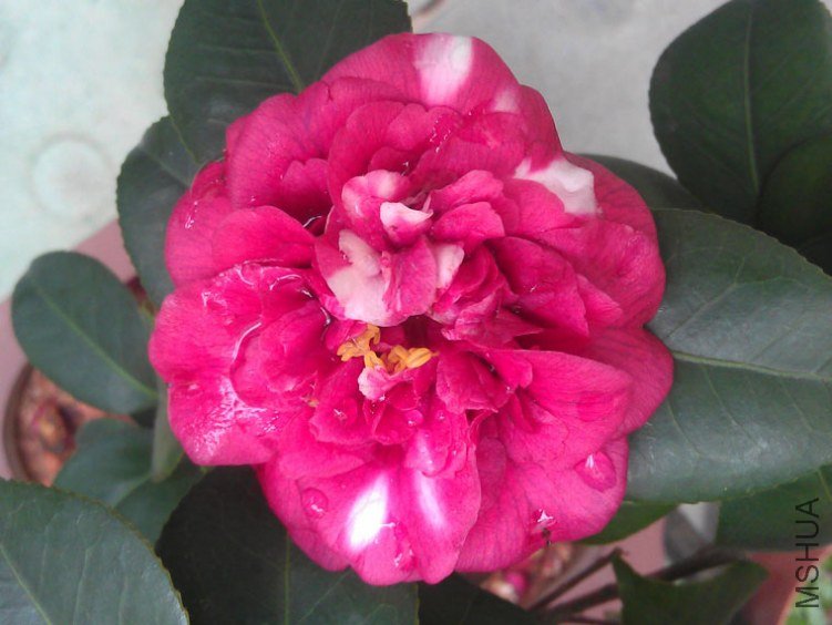 IMAG0565.jpg