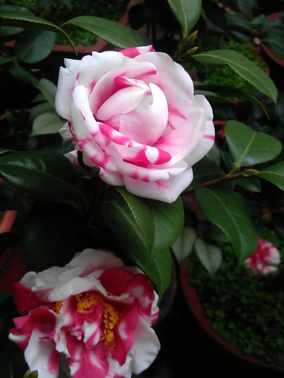 IMAG0576.jpg