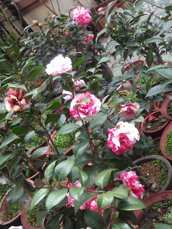 IMAG0577.jpg