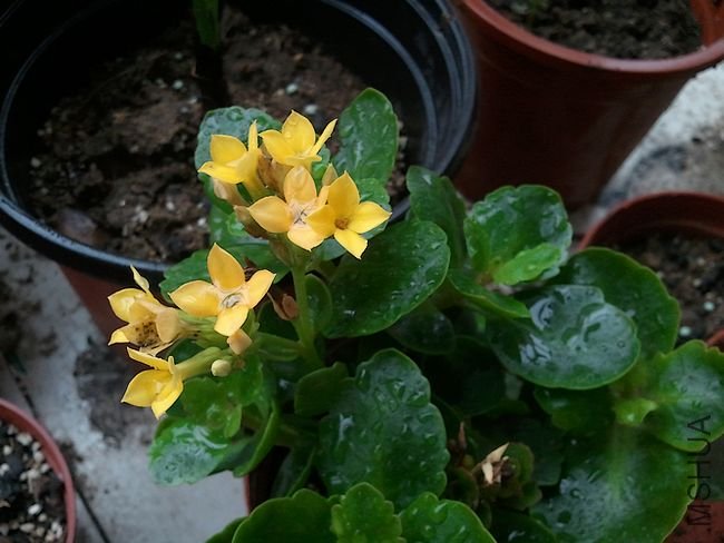 2011-06-18 09.43.44.jpg