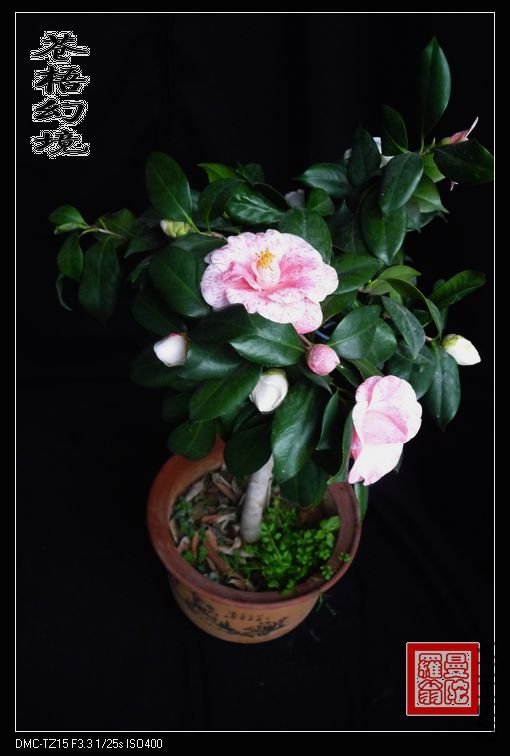 ����þ�009a.jpg