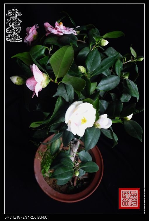 ����þ�009b.jpg