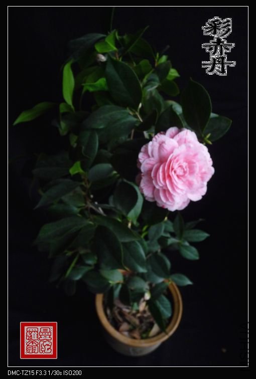 �ʳ൤009.jpg