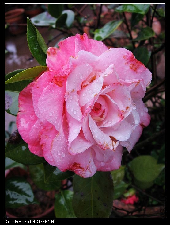 nEO_IMG_��ת ��Ƭ 006.jpg