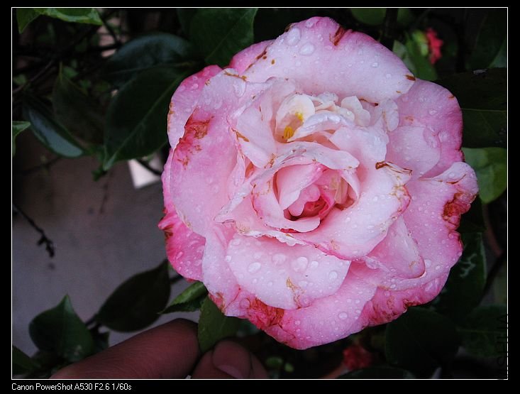 nEO_IMG_��Ƭ 007.jpg