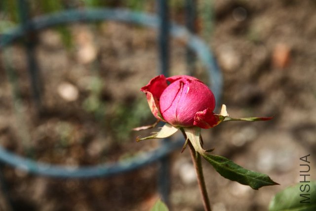 IMG_1343.JPG
