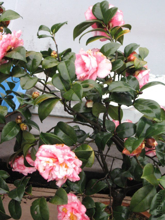 ��ת ��Ƭ 029.jpg