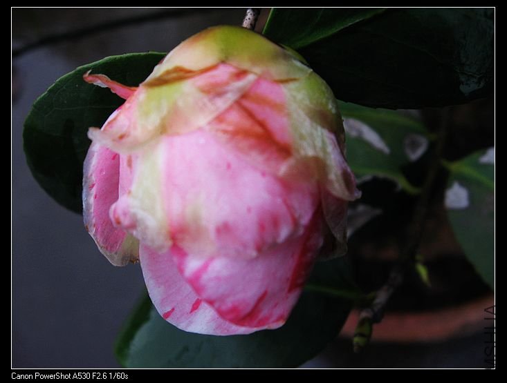 nEO_IMG_��Ƭ 014.jpg