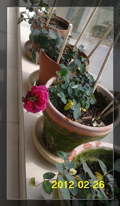 2012-02-26 12.59.21.jpg