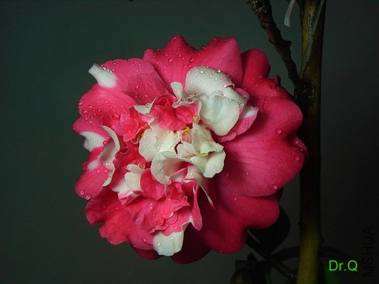 0227-5.JPG