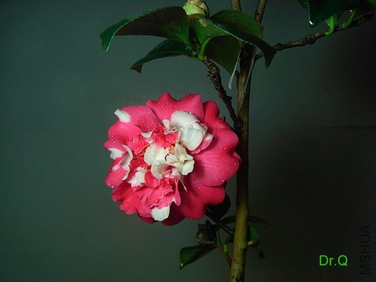 0227-4.JPG