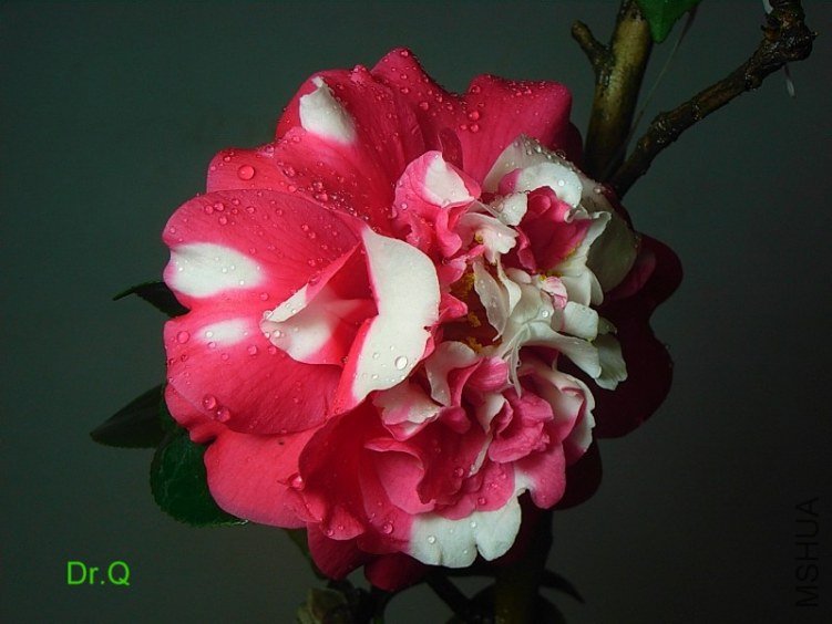 0227-6.JPG