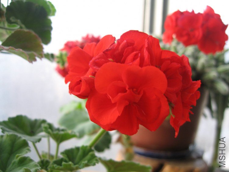 �ֹ��ε�1 026_����.jpg