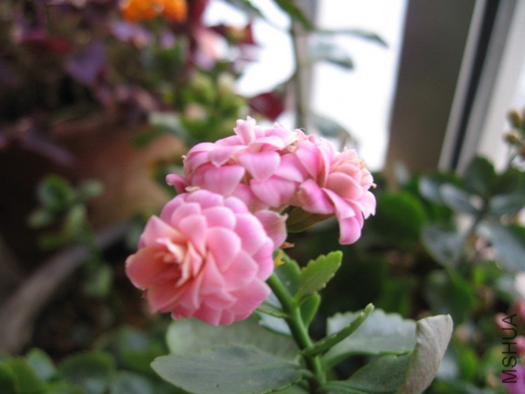 �ֹ��ε�1 011_����.jpg