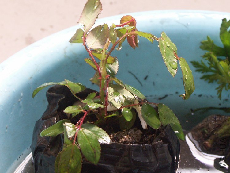 PICT0737.JPG