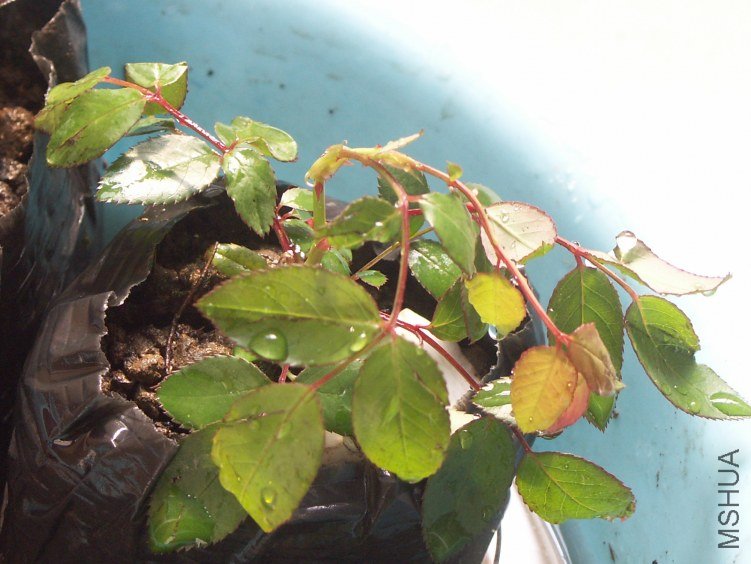 PICT0738.JPG