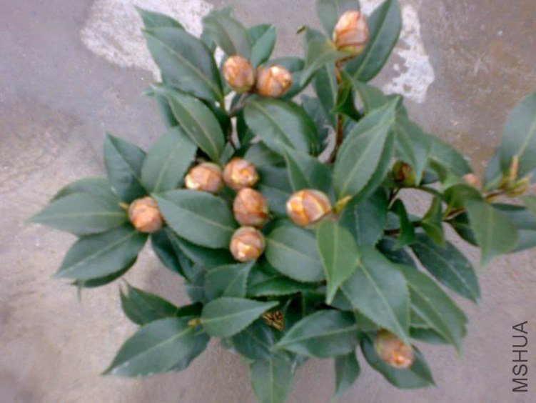 20120225475.jpg