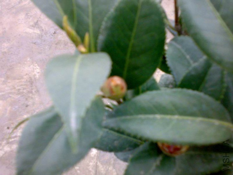 20120225476.jpg