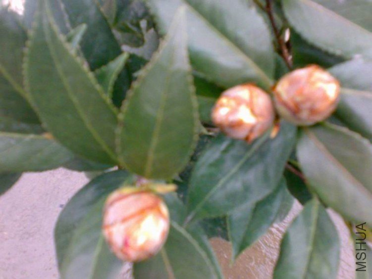 20120225477.jpg