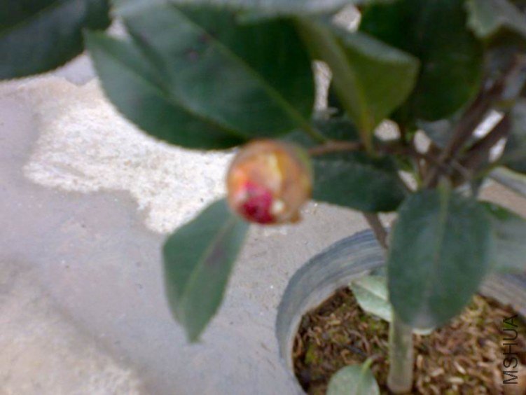 20120225474.jpg