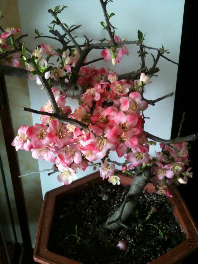 20120131ĵ��.jpg