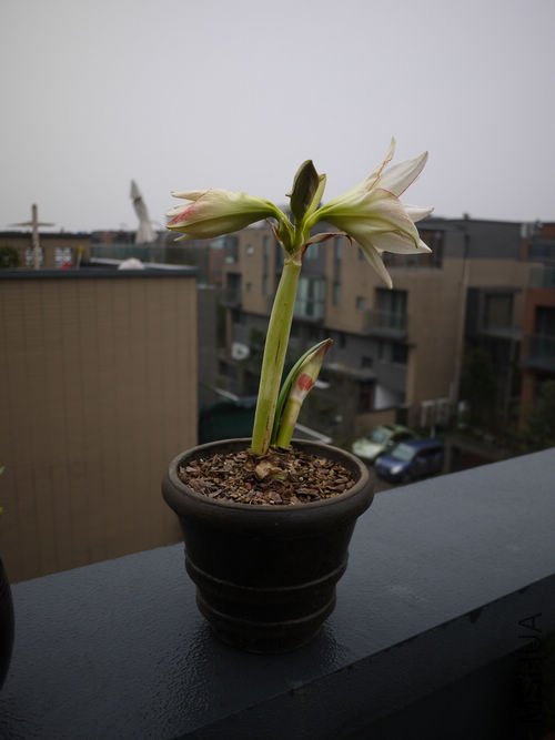 P1010651.jpg