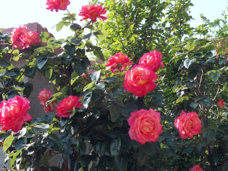 SDC15075.JPG